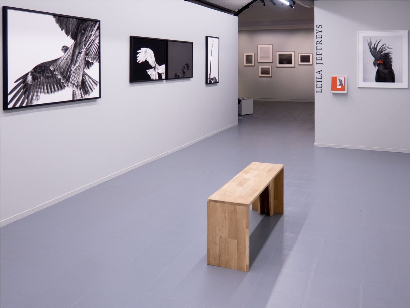 Vue de la seconde galerie dans l'exposition Des Oiseaux. L'espace est confortable pour circuler en fauteuil.